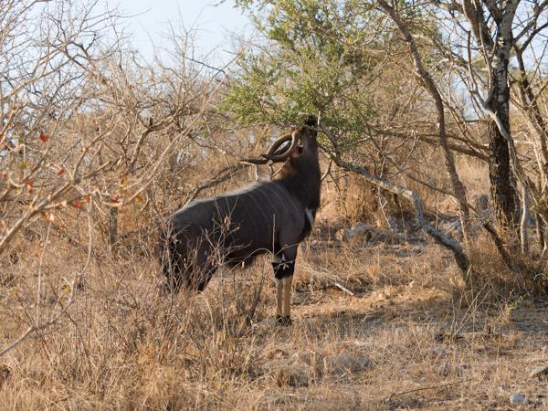 Nyala (Tragelaphus angasii)